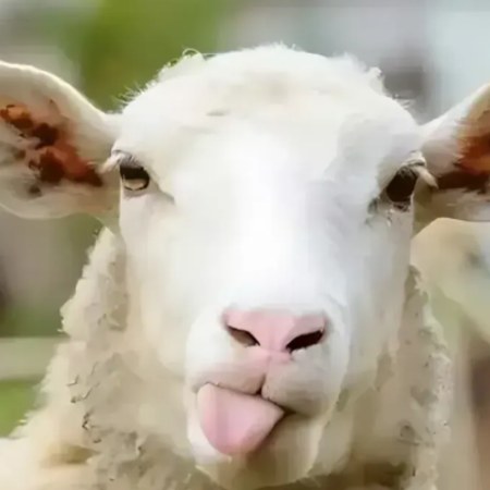 Diyanet 2026 Rakamlarını Duyurdu! Kurban Vekalet Ücretleri Belli Oldu